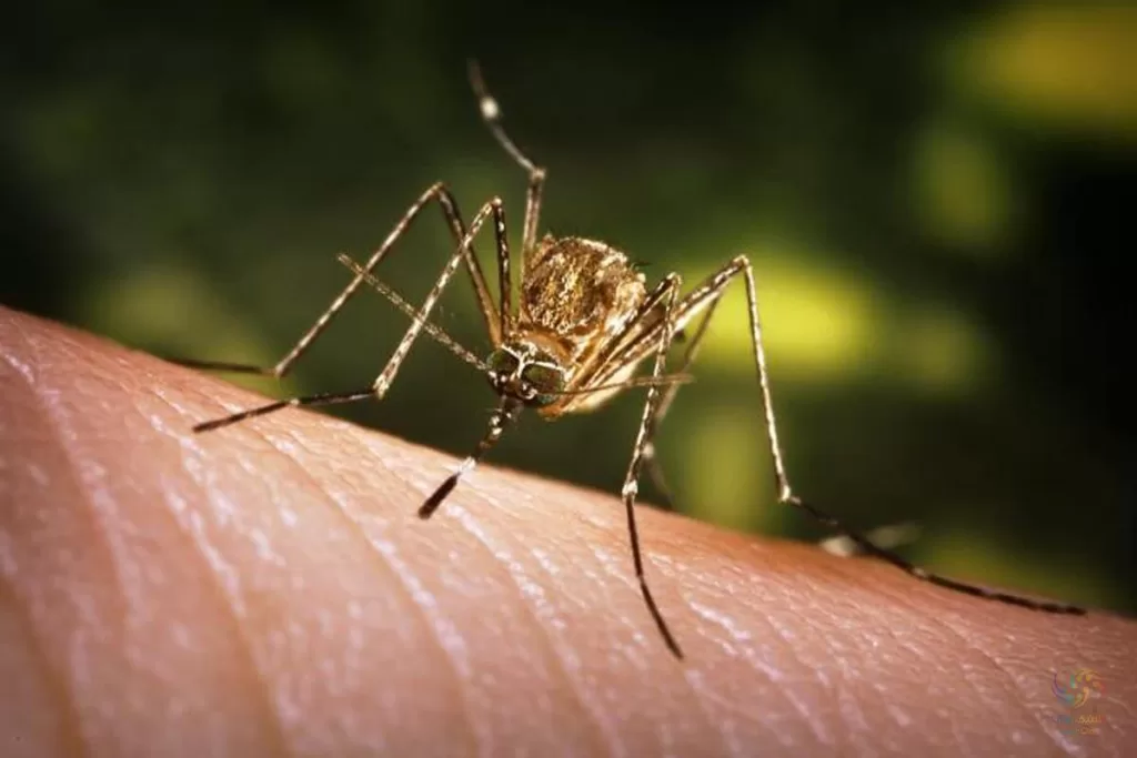 آربوویروس ها ویروس هایی هستند که توسط حشرات حمل می شوند.